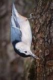 Nuthatch With A Snack_52055